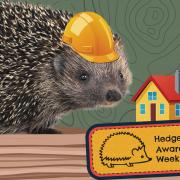 Pioneering hedgehog protection planning guidelines proposed in East Cambridgeshire