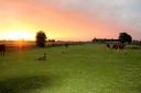 Wisbech Llama farm, with stunning sunrises over the Cambridgeshire fields.
