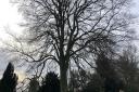 The 30 metre mature beech that was felled in Wisbech Park for safety reasons. Picture: FDC