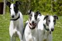 The Mildenhall branch of the Greyhound Trust which homes retired racing dogs in East Cambridgeshire, and parts of Suffolk and Norfolk, is appealing to people to help it to respond to coronavirus crisis that has hit fund raising.