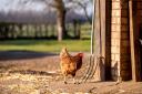 Bird flu has been identified at a premises near Ely (File picture)