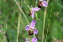 The Ely Local Group of the Wildlife Trust has praised East Cambridgeshire District Council thanks to a new mowing regime which has helped bee orchids thrive in Ely.