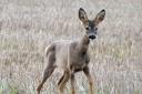 A young deer's picture was captured enjoying a stroll in fields in the fens by Doreen Harrison.