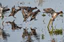 Wigeons take flight at WWT Welney, which has been named as one of the world's best wetland centres.