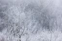 Snow and frost cover a tree in Houghton as temperatures drop as low as -5 and snowfall sweeps the county.