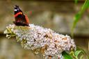 Red Admiral on plant sent in by Gerry Brown.