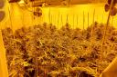 A 26-year-old man, from Ely, has been arrested on suspicion of cultivating cannabis and possession of drugs. He remains in custody.