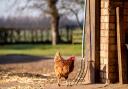 Cambridgeshire County Council's Trading Standards team will start calling at homes within a 3km Protection Zone tomorrow (April 12) after bird flu hit a farm near Ely on April 6.