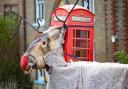 Rudolph the Red-Nose Reindeer arrived at a disused phone box in Prickwillow on December 1.