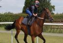 Ex-racehorse Old Vic is already settling in at the National Stud, having won over £700,000 in his impressive career. He is pictured on the British Racing Society gallops in 201 .