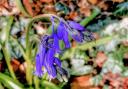 Gerry Brown took this beautiful Spring image of a a bluebell.