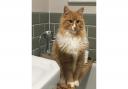 Ronald the cat has been missing from his home in Soham since April 25.