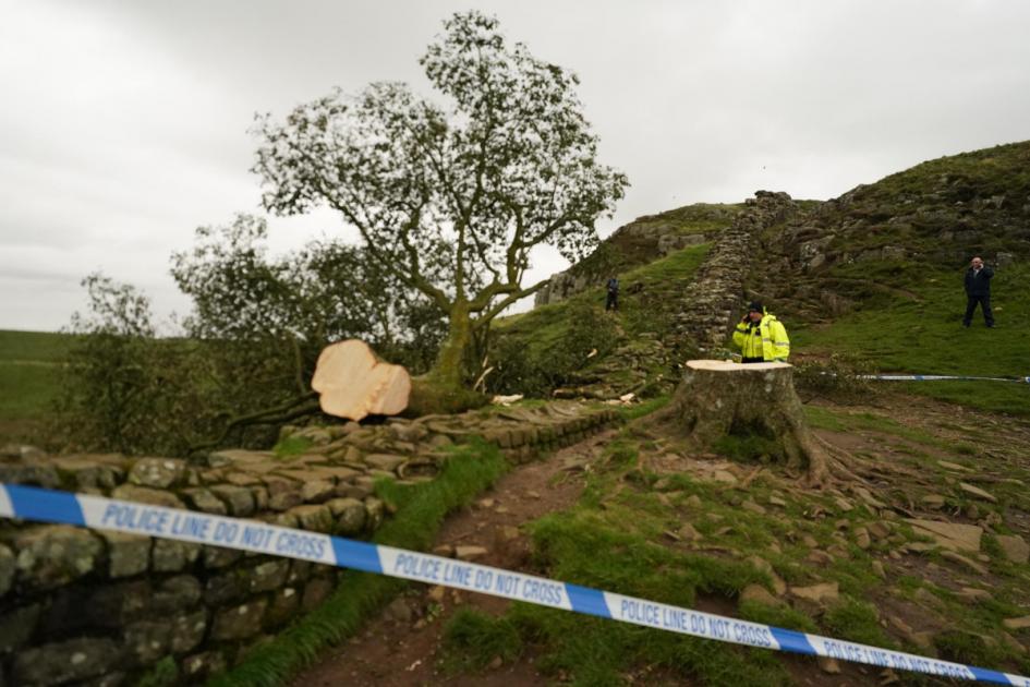 Teenage boy arrested over felling of landmark tree on Hadrian’s Wall