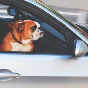 A shop worker from Burwell helped tend to two dogs who were spotted inside a car on their own amid soaring temperatures.