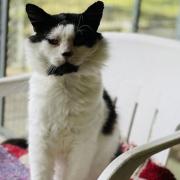 Bee Bee has been in the care of the RSPCA for over a year, after being found as a stray.