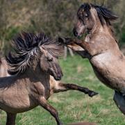 Konik ponies captured in full flight at Wicken Fen Nature Reserve as the foaling season begins.