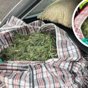 Cannabis plants were found in the boot of a car on the A14.
