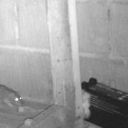 Rats have been infesting a home on London Road, Chatteris since October 2020.