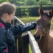 Visitors meeting the foals at The National Stud
