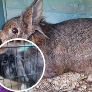 Lucky (main picture) and Fluffy (inset) were two of the rabbits stolen from a home in Soham between May 15 and May 16.