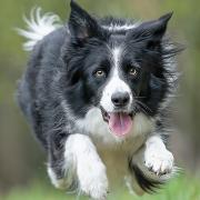 Darcy the collie, who inspired her owner Nigel Wallace to take up dog photography