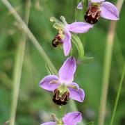 The Ely Local Group of the Wildlife Trust has praised East Cambridgeshire District Council thanks to a new mowing regime which has helped bee orchids thrive in Ely.
