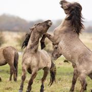 Konik ponies fight for dominance as the foaling season begins at the National Trust's Wicken Fen Nature Reserve.