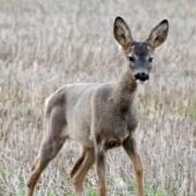 A young deer's picture was captured enjoying a stroll in fields in the fens by Doreen Harrison.
