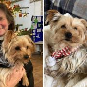 Cyril, a 10-year-old Yorkie, has been adopted by the Vicar of Soham, Revd Eleanor Whalley.