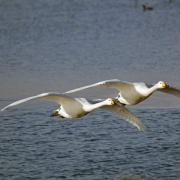 Burt took this photo of swans in Welney.