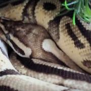 Meatball, a royal ball python, escaped its home in Wilburton last month.