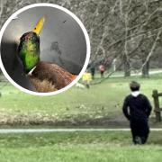 The RSPCA has renewed its appeal after a duck was shot with stones fired from a slingshot in Cambridge. Witnesses have come forward to say that three young boys (pictured) may be able to provide vital information about the incident.