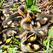 Gerry Brown sent us his image of Mallard duckings.