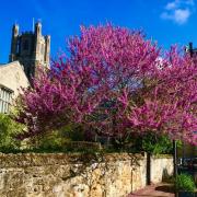 Jackie Smith took this beautiful image of May blossom a the rear of Ely Cathedral.