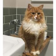 Ronald the cat has been missing from his home in Soham since April 25.