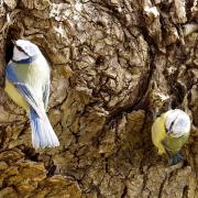 Mark Wilkinson took this image of Blue Tits.