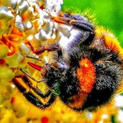 Bee enjoying the Buddleia taken by Gerry Brown.