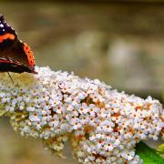 Red Admiral on plant sent in by Gerry Brown.