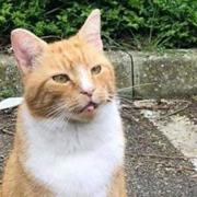 The cat, who was also commonly known as ‘Garfy’ and ‘Mr Sainsbury’, was a local celebrity and loved by people in the city.