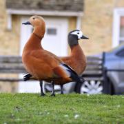 Ruddy shelduck pair at the Ely river front.