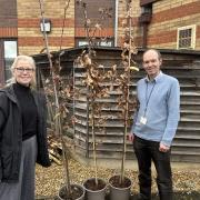 Elizabeth Henerson, Head Teacher at St Andrew’s Primary School in Soham is pictured collecting her tree from Richard Kay, Strategic Planning Manager at the council.