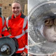 Ducklings trapped in storm drains were rescued thanks to firefighters in Soham. 