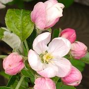 Apple blossom in Stretham from Marianne Dang.