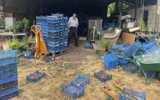 England's only Hyacinth grower, Alan Shipp (pictured), was victim to another break-in at his yard on Burgess Drove, Waterbeach, on July 26.