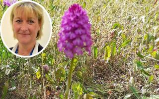 Cllr Julia Huffer said she is pleased after East Cambridgeshire District Council recorded its first pyramidal orchid in Ely.