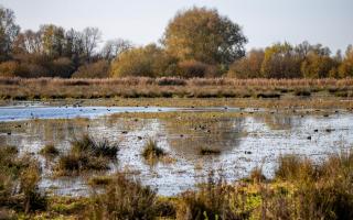 Rangers at the nature reserve have turned on the taps across the site to create a winter wetland habitat for wildfowl on the low-lying land.